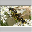 Tenthredo amoena - Blattwespe 11 Paarung zu Dritt.jpg